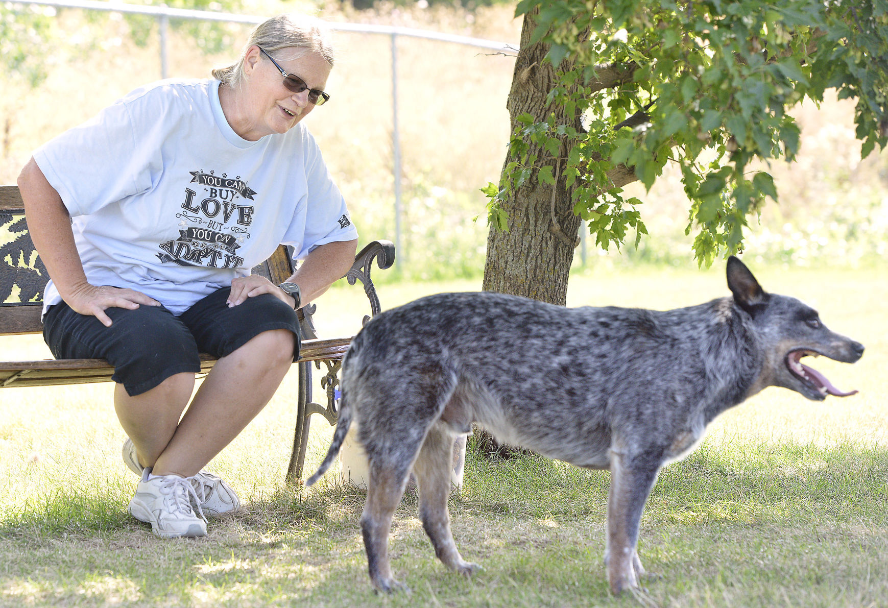 Dog Socialization